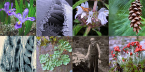 Biodiversity Collage