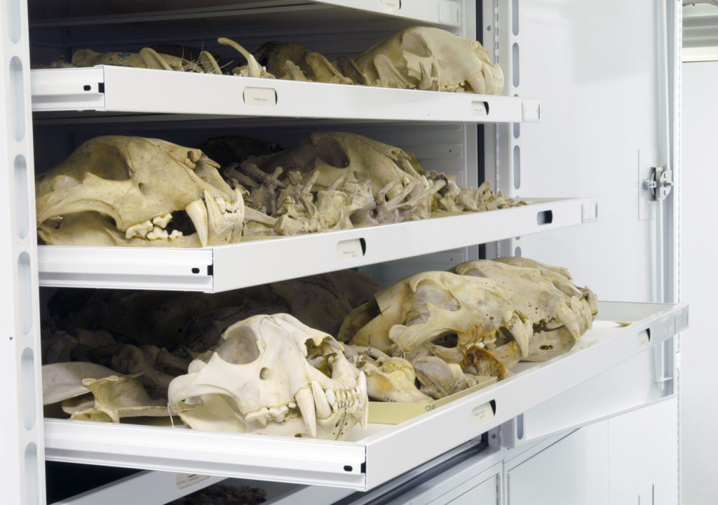 Tiger skulls in MSU Museum